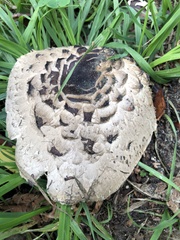 Chlorophyllum