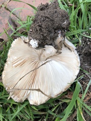 Chlorophyllum