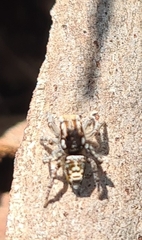 Maratus plumosus