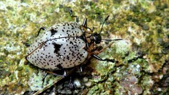 Cypherotylus adrianae