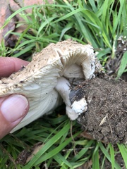 Chlorophyllum