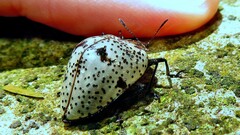 Cypherotylus adrianae