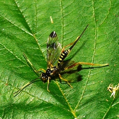 Spilopteron occiputale