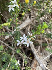 Philotheca verrucosa