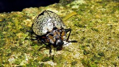 Cypherotylus adrianae