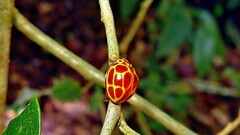 Neda tredecimsignata