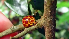 Neda tredecimsignata