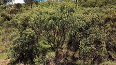 Baccharis uncinella