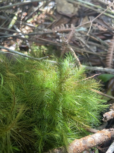 Pyrrhobryum pungens