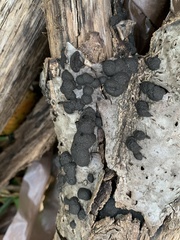 Annulohypoxylon truncatum