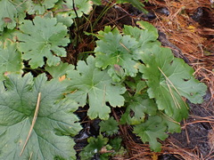 Darmera peltata
