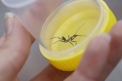 Leptomyrmex rufithorax