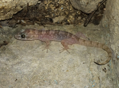 Phyllodactylus unctus
