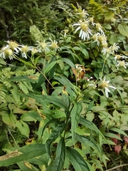 Doellingeria umbellata