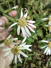 Doellingeria umbellata