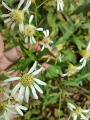 Doellingeria umbellata