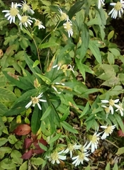 Doellingeria umbellata