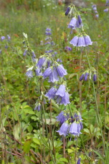 Adenophora triphylla