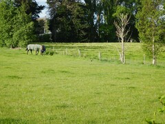 Oryctolagus cuniculus cuniculus