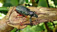 Naupactini