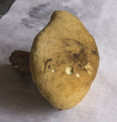 Caloboletus conifericola