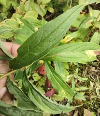 Doellingeria umbellata