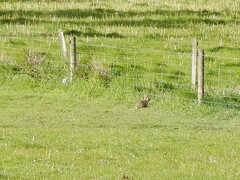 Oryctolagus cuniculus cuniculus