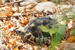 Testudo hermanni hermanni