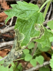 Agromyza pseudoreptans