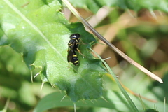 Ectemnius stirpicola