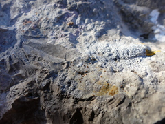 Xanthocarpia ochracea