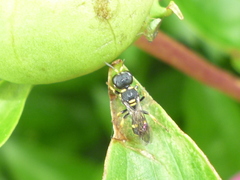 Ectemnius stirpicola