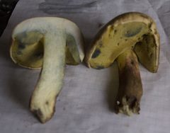 Caloboletus conifericola