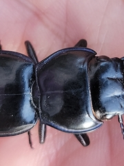 Pasimachus