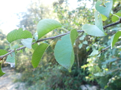 Prunus mahaleb