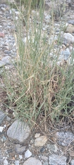 Hilaria rigida