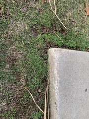 Dichondra carolinensis