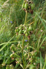 Adenophora triphylla