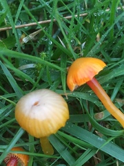 Hygrocybe insipida