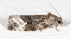 Apotomis capreana