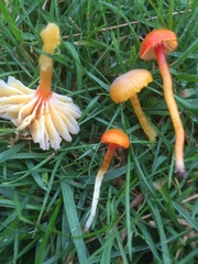 Hygrocybe insipida
