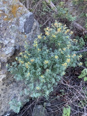 Acmispon dendroideus traskiae