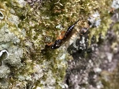 Itoplectis conquisitor