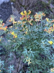 Acmispon dendroideus traskiae