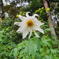 Dahlia imperialis