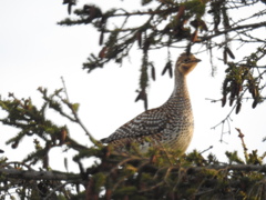 Tympanuchus phasianellus