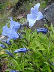 Campanula lasiocarpa