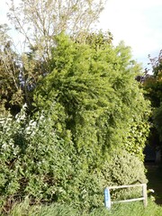 Maytenus boaria