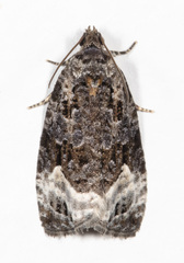 Apotomis capreana