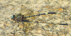 Progomphus clendoni